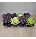 Brassica Ø 12 mix