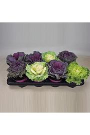 Brassica  Ø 12 mix
