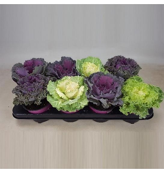 Brassica  Ø 12 mix