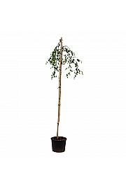 Betula pendula Youngii C10 Lit. Na steblu 150 cm, 2 leti