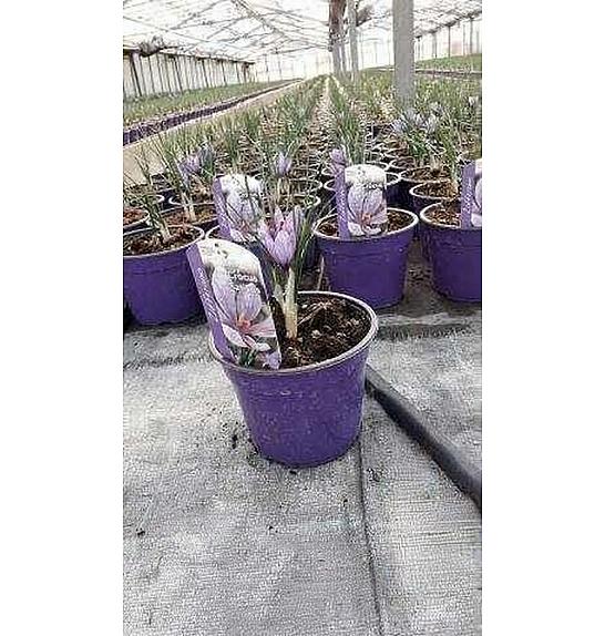 Carthamus tinctorius Ø14