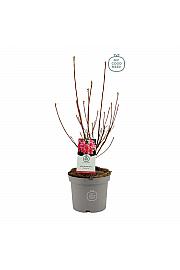 Azalea mollis Homebush C5 Lit. 40-50 cm