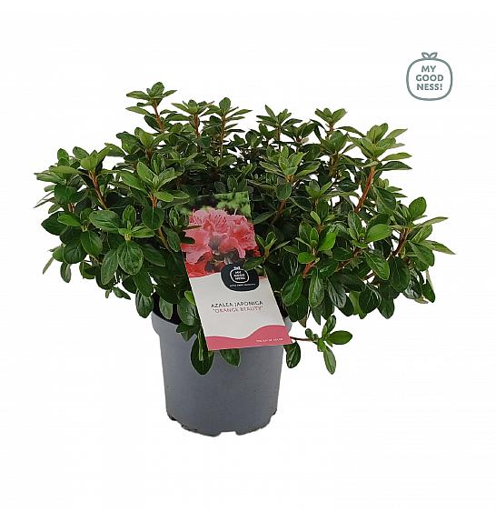 Azalea japonica Orange Beauty C3 Lit. 35-45 cm