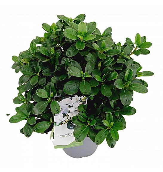 Azalea japonica Mount Everest C3 Lit. 35-45 cm