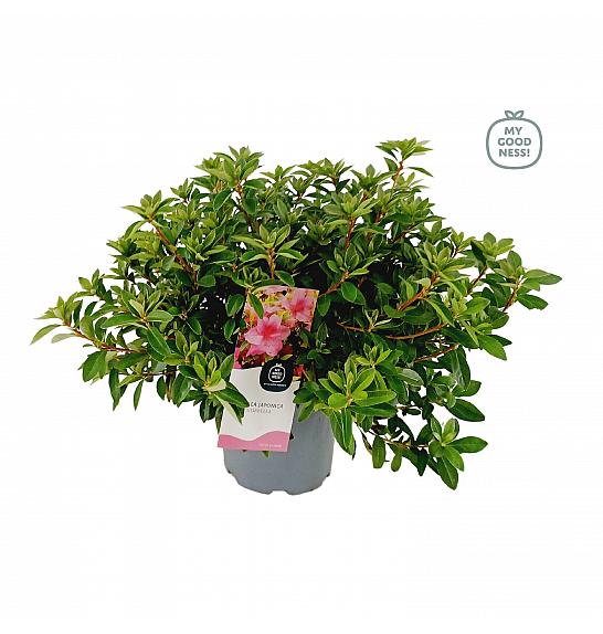 Azalea japonica Gorbella C3 Lit. 35-45 cm