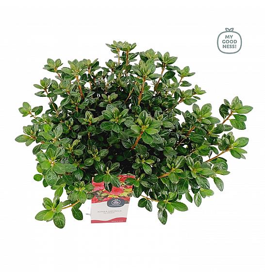 Azalea japonica Florida C3 Lit. 35-45 cm