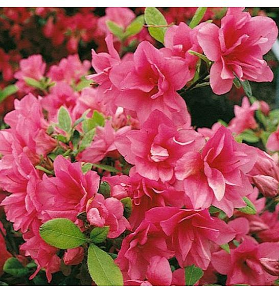 Azalea japonica Florida C1 Lit. 22-25 cm