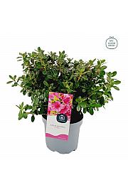 Azalea japonica Conny C3 Lit. 35-45 cm