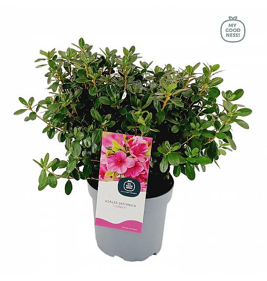 Azalea japonica Conny C3 Lit. 35-45 cm