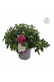 Azalea japonica Blaue Donau C3 Lit. 35-45 cm