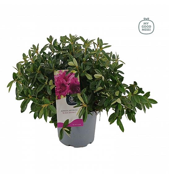 Azalea japonica Blaue Donau C3 Lit. 35-45 cm