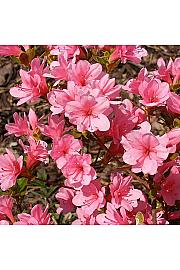 Azalea japonica Blaauws Pink C1 Lit. 22-25 cm