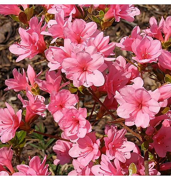 Azalea japonica Blaauws Pink C1 Lit. 22-25 cm