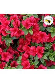 Azalea Japonica Arabesk C1 Lit. 22-25 cm