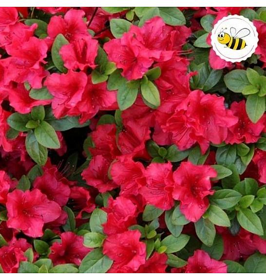 Azalea Japonica Arabesk C1 Lit. 22-25 cm