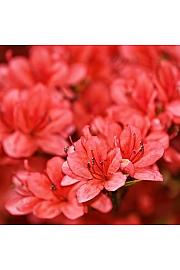 Azalea japonica Aladdin C1 Lit. 22-25 cm