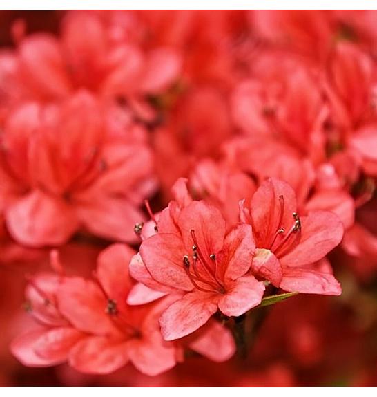 Azalea japonica Aladdin C1 Lit. 22-25 cm