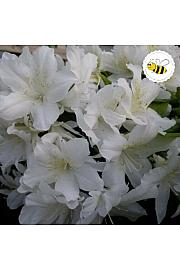 Azalea Japonica Adonis C2 Lit. 22-25 cm