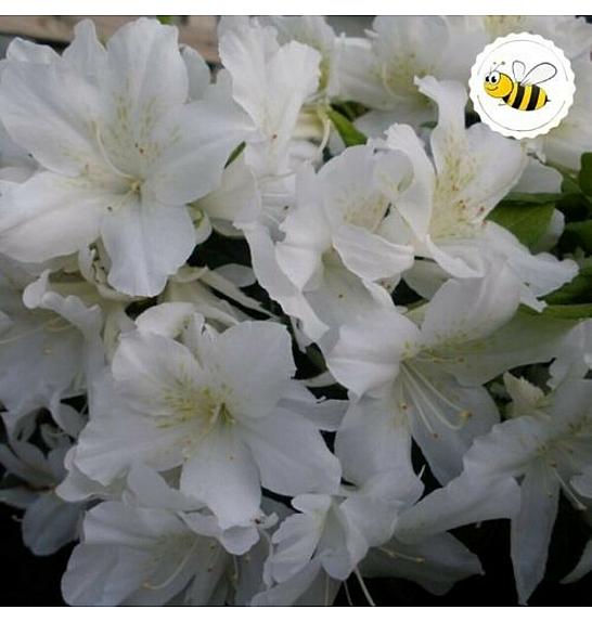 Azalea Japonica Adonis C2 Lit. 22-25 cm