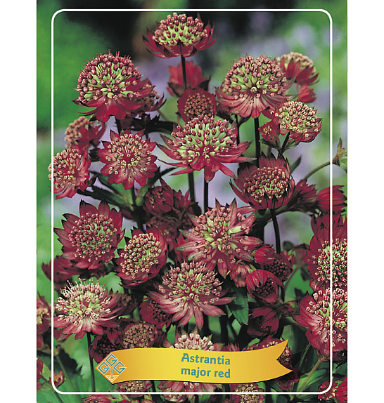 Astrantia major red Ø11