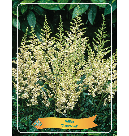 Astilbe Snow Spirit Ø11