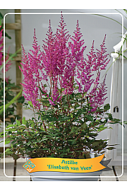 Astilbe Elisabeth van Veen Ø11