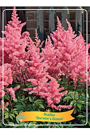 Astilbe Darwins Dream Ø11