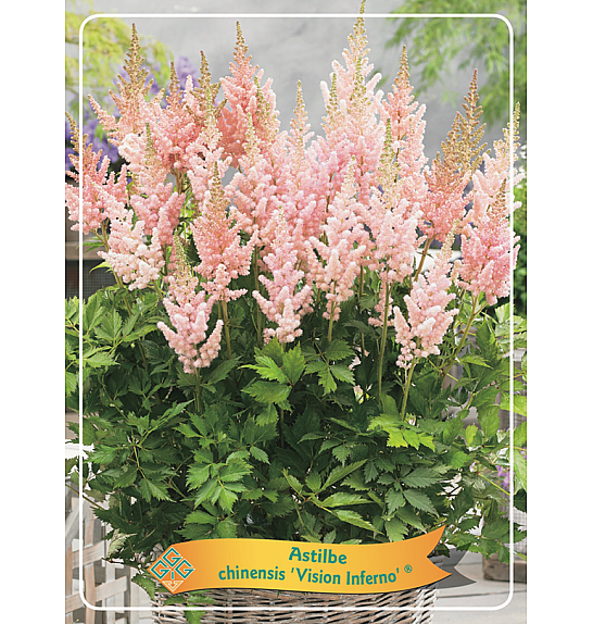 Astilbe chinensis Visions Inferno ® Ø11