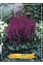 Astilbe chinensis Visions in Red ® Ø11