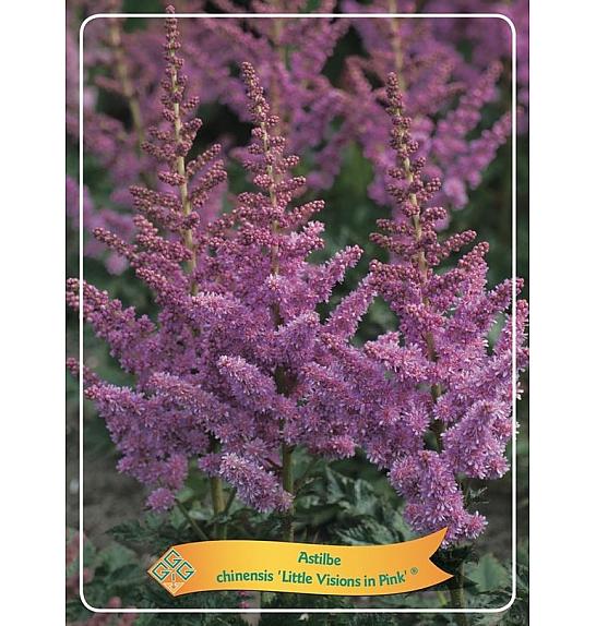 Astilbe chinensis Little Visions in Pink ® Ø11