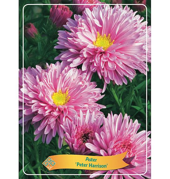 Aster Peter Harrison Ø11