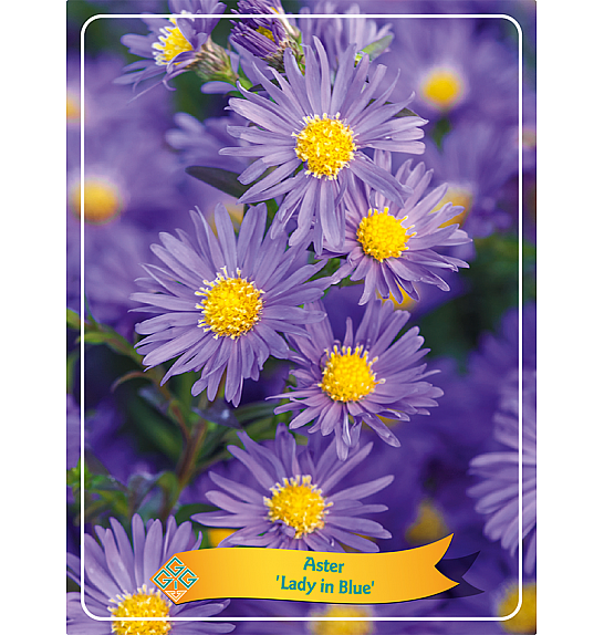 Aster Lady in Blue Ø11