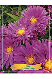 Aster dumosus Tonga Ø11