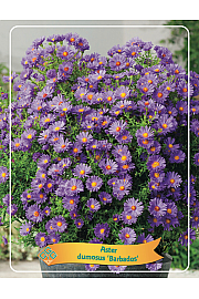 Aster dumosus Barbados Ø11