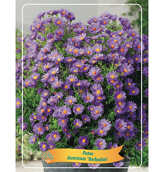 Aster dumosus Barbados Ø11