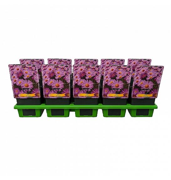Aster Bresserhof Ø11