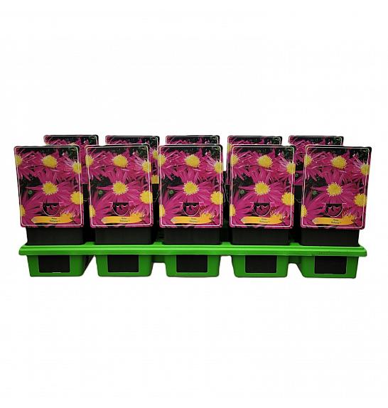Aster Bahama ® Ø11
