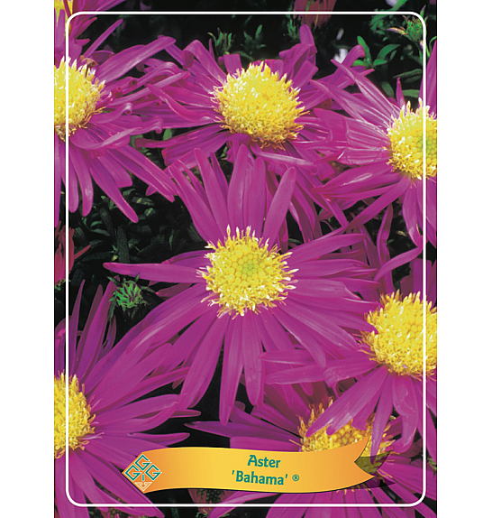 Aster Bahama ® Ø11