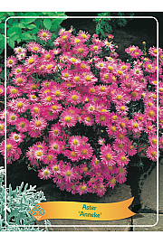 Aster Anneke Ø11