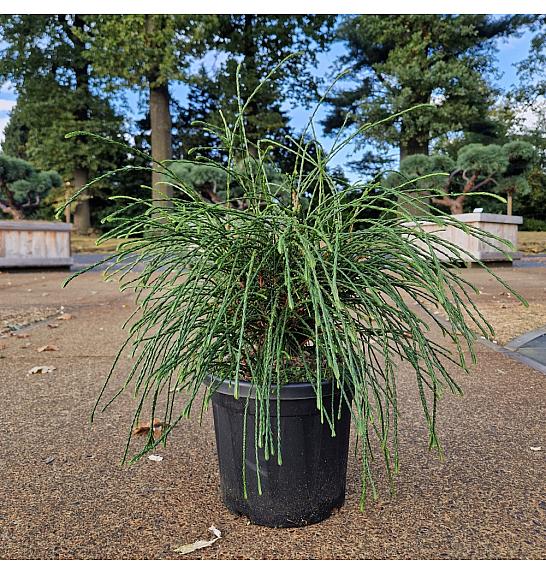 Thuja plicata Whipcord C6 Lit. 30-40 cm