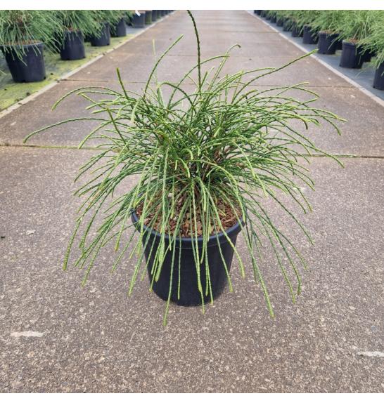Thuja plicata Whipcord C6 Lit. 30-35 cm