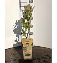 Aronia prunifolia Viking C2 Lit. 30-40 cm BIO