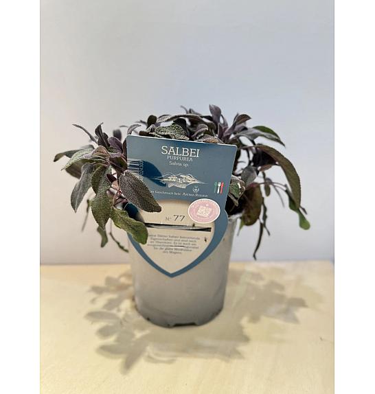 Aroma riserva Salvia purpurea Ø14