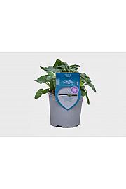 Aroma riserva Salvia maxima Ø14