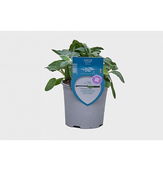 Aroma riserva Salvia maxima Ø14