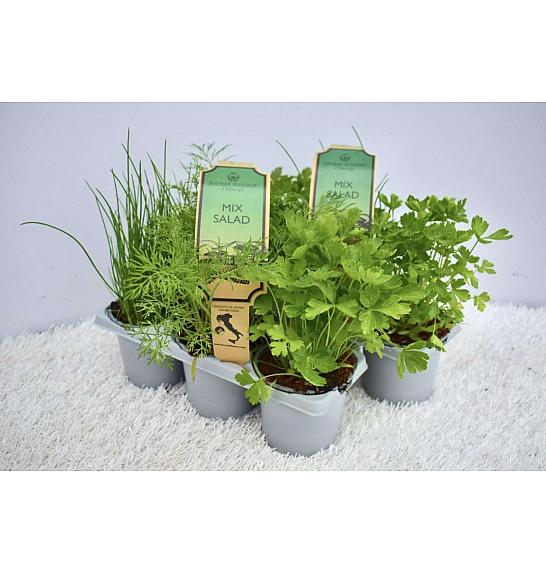 Aroma riserva Lactuca sativa Ø9 mix 3 pack