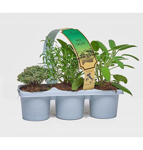 Aroma riserva Lactuca sativa Ø9 mix 3 pack