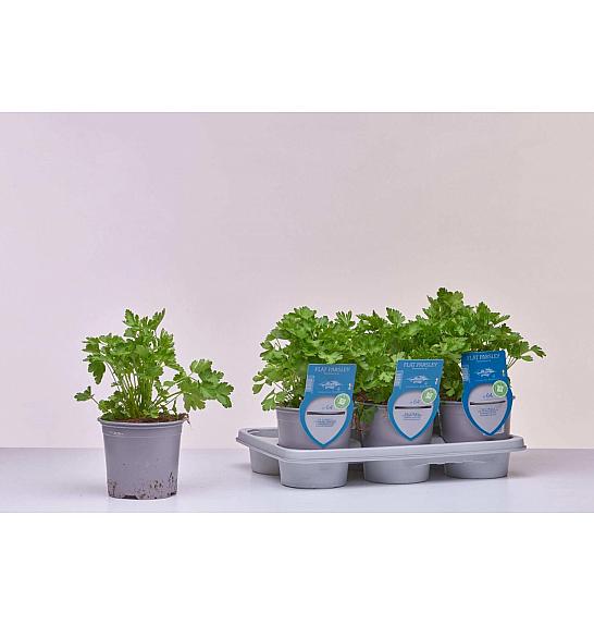 Aroma riserva Petroselinum crispum neapolitanum Ø14