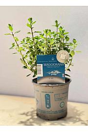 Aroma riserva Origanum majorana Ø9