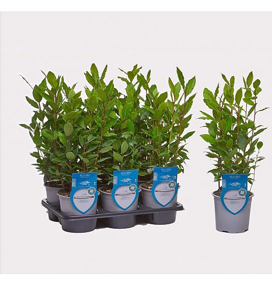 Aroma riserva laurus nobilis Ø14